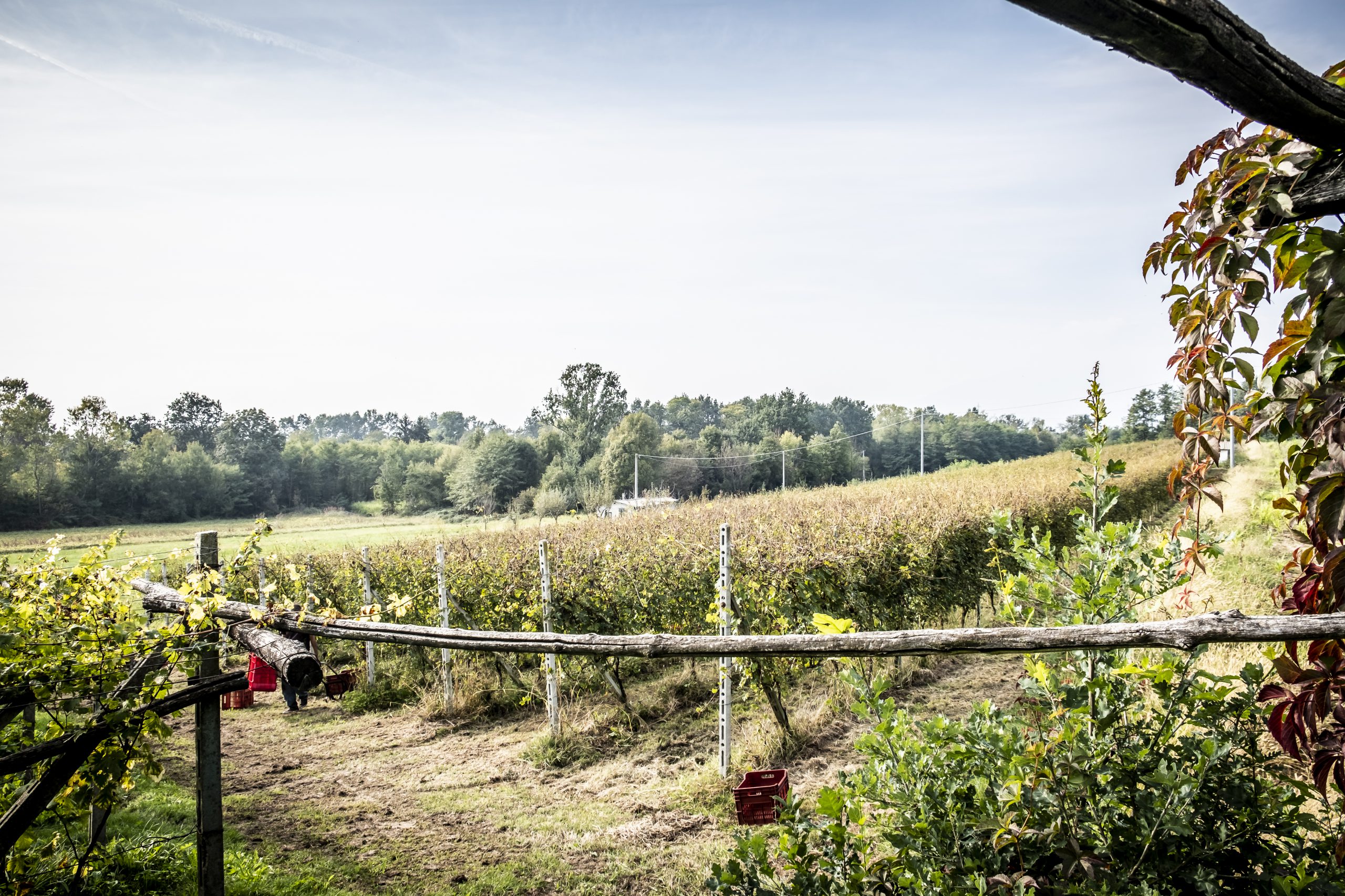 Azienda Agricola Cieck — foto 2